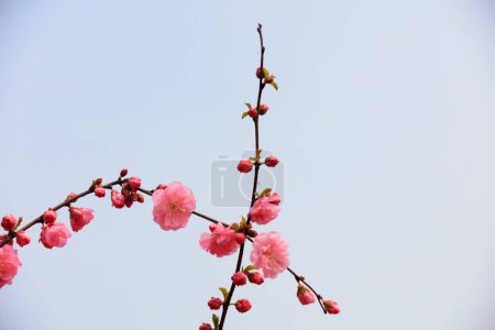 Foto de Floración flor de ciruela en el parque, China - Imagen libre de derechos