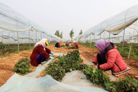Foto de CONDADO DE LUANNAN, provincia de Hebei, China - 29 de abril de 2019: Los agricultores están recolectando y atando plántulas de camote en el invernadero. - Imagen libre de derechos
