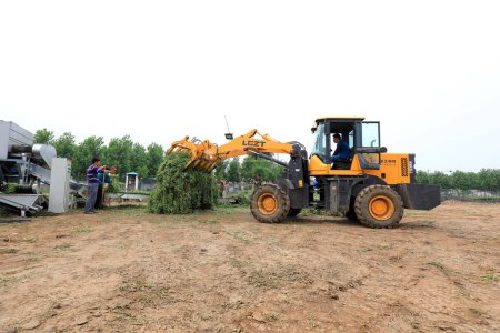 Foto de Condado de Luannan - 5 de junio de 2019: Transporte de plántulas de guisantes por tractores agrícolas en los campos, Condado de Luannan, provincia de Hebei, China - Imagen libre de derechos