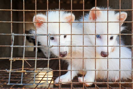 Téléchargez les photos : Raton laveur blanc dans les cages d'une ferme, Chine du Nord - en image libre de droit