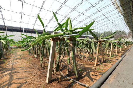Foto de Invernadero Pitaya plantación de invernadero en la granja - Imagen libre de derechos
