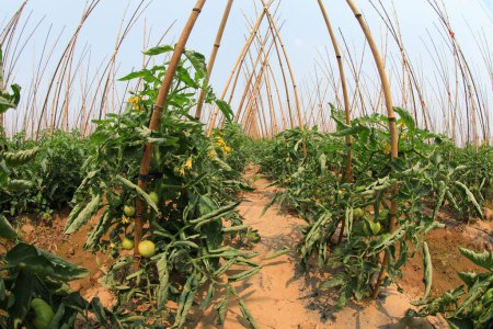 Téléchargez les photos : Les tomates sont cultivées dans les champs, Chine du Nord - en image libre de droit