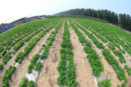 Téléchargez les photos : Arachides sur le terrain, Chine du Nord - en image libre de droit