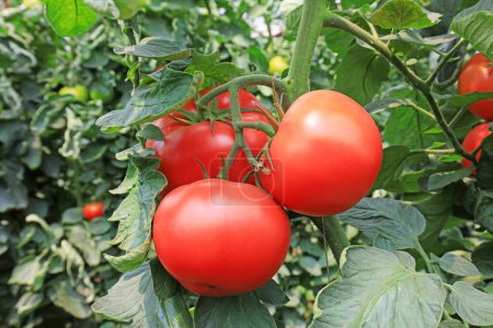 Foto de Tomates maduros en invernaderos, norte de China - Imagen libre de derechos