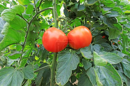 Foto de Tomates maduros en invernaderos, norte de China - Imagen libre de derechos