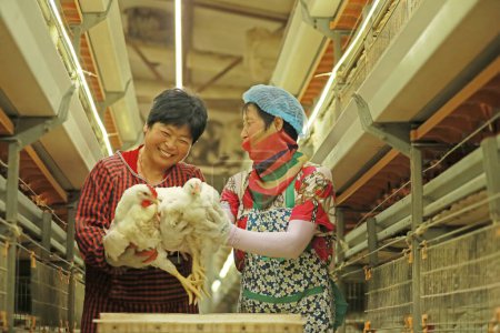 Photo for Luannan County, China - June 18, 2019: Female breeders watch the growth of Broilers, Luannan County, Hebei Province, China - Royalty Free Image