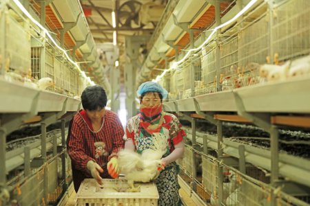 Photo for Luannan County, China - June 18, 2019: Female breeders watch the growth of Broilers, Luannan County, Hebei Province, China - Royalty Free Image