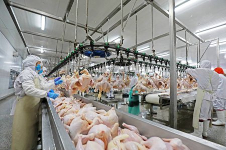 Foto de Condado de Luannan, China - 18 de junio de 2019: Los trabajadores están ocupados en la línea de procesamiento de pollos de engorde, Condado de Luannan, provincia de Hebei, China - Imagen libre de derechos