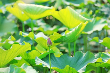 Téléchargez les photos : Feuilles de lotus dans l'étang - en image libre de droit