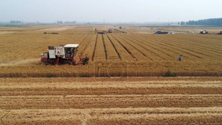 Téléchargez les photos : La moissonneuse a récolté du blé dans le champ, comté de Luannan, province du Hebei, Chine - en image libre de droit