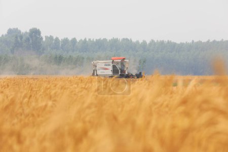 Photo for Luannan County, China - June 20, 2019: The harvester harvested wheat in the field, Luannan County, Hebei Province, China - Royalty Free Image