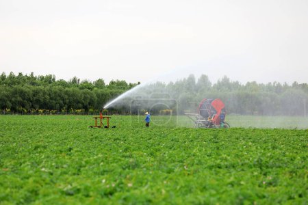 Foto de Instalaciones de riego por aspersión en patatas regadas, norte de China - Imagen libre de derechos