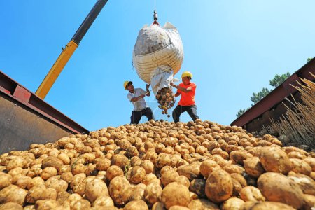 Photo for Luannan County, China - July 3, 2019: Farmers use cranes to transport potatoes, Luannan County, Hebei Province, China. - Royalty Free Image