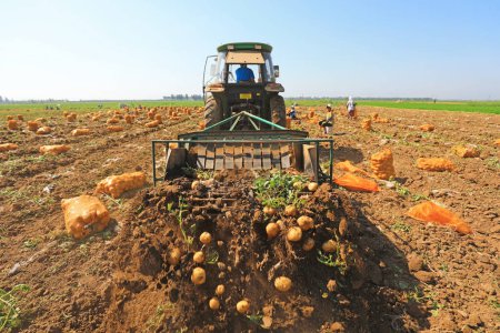 Téléchargez les photos : Comté de Luannan, Chine - 3 juillet 2019 : Les agriculteurs utilisent des machines pour récolter des pommes de terre, comté de Luannan, province du Hebei, Chine. - en image libre de droit