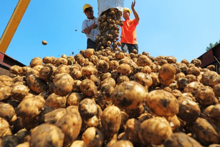 Téléchargez les photos : Comté de Luannan, Chine - 3 juillet 2019 : Les agriculteurs utilisent des grues pour transporter des pommes de terre, comté de Luannan, province du Hebei, Chine. - en image libre de droit