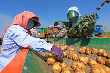 Photo for Luannan County, China - July 3, 2019: Farmers use machinery to screen potatoes, Luannan County, Hebei Province, China. China's agricultural mechanization level has gradually improved, and many agricultural machinery are used in agricultural productio - Royalty Free Image