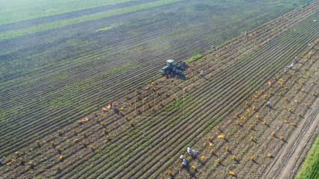 Téléchargez les photos : Comté de Luannan, Chine - 3 juillet 2019 : Les agriculteurs récoltent des pommes de terre dans les champs, comté de Luannan, province du Hebei, Chine. - en image libre de droit