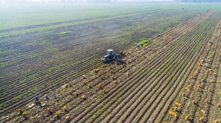 Foto de Condado de Luannan, China - 3 de julio de 2019: Los agricultores cosechan papas en los campos, Condado de Luannan, provincia de Hebei, China. - Imagen libre de derechos