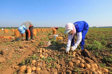 Téléchargez les photos : Comté de Luannan, Chine - 3 juillet 2019 : Les agriculteurs récoltent des pommes de terre dans les champs, comté de Luannan, province du Hebei, Chine. - en image libre de droit