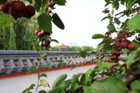 Téléchargez les photos : Le pommier est plein de fruits, Chine du Nord - en image libre de droit