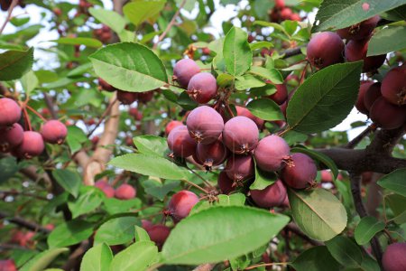 Photo for The crabapple tree is full of fruit, North China - Royalty Free Image