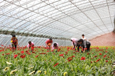 Photo for Luannan County, China - July 10, 2019: Workers gather African chrysanthemum flowers in a flower farm, Luannan County, Hebei Province, China - Royalty Free Image