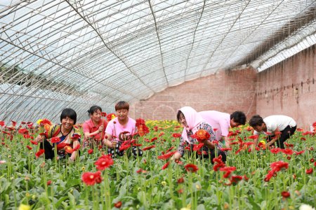 Foto de Condado de Luannan, China - 10 de julio de 2019: Los trabajadores reúnen flores de crisantemo africano en una granja de flores, Condado de Luannan, provincia de Hebei, China - Imagen libre de derechos