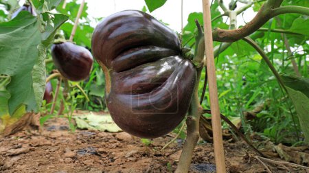 Photo for Big eggplant on the plant - Royalty Free Image