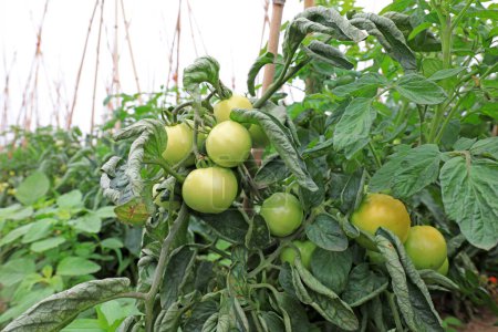 Foto de Los tomates crecen en las plantas en las granjas - Imagen libre de derechos