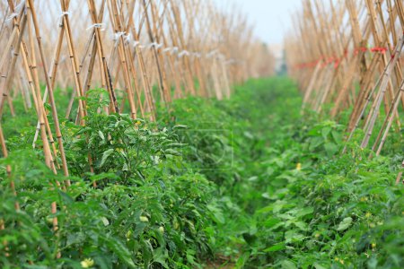 Téléchargez les photos : Les tomates poussent sur les plantes dans les fermes - en image libre de droit