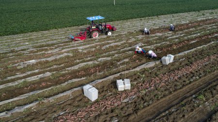 Foto de Los agricultores cosechan batata en una granja en el condado de Luannan, provincia de Hebei, China. Fotografías aéreas. - Imagen libre de derechos