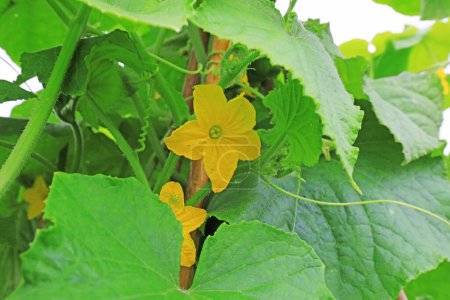 Photo for Cucumber flowers in the garden - Royalty Free Image