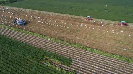 Téléchargez les photos : Les agriculteurs récoltent des patates douces dans une ferme du comté de Luannan, dans la province du Hebei, en Chine. Photographies aériennes. - en image libre de droit