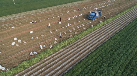 Téléchargez les photos : Les agriculteurs récoltent des patates douces dans une ferme du comté de Luannan, dans la province du Hebei, en Chine. Photographies aériennes. - en image libre de droit