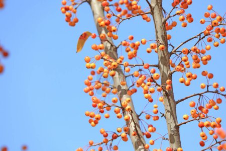 Téléchargez les photos : Begonia fruits sur les branches, Chine du Nord - en image libre de droit