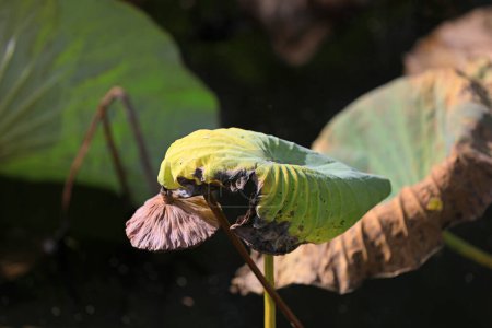Téléchargez les photos : Feuilles de lotus dans l'étang en automne - en image libre de droit