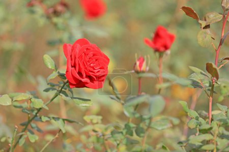 Photo for The blooming rose is in the garden - Royalty Free Image