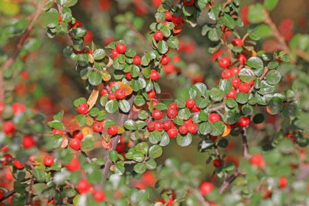 Photo for Chinese medicinal plant Cotoneaster planifolia - Royalty Free Image
