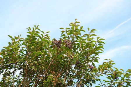 Téléchargez les photos : Fruit de Ligustrum lucidum dans le parc - en image libre de droit