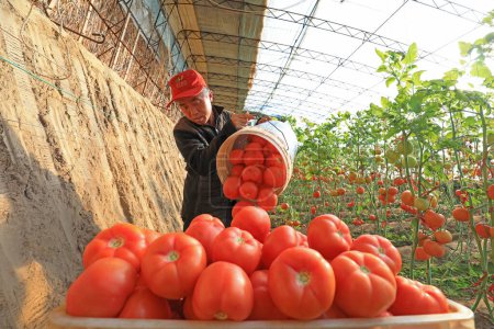 Foto de CONDADO DE LUANNAN, provincia de Hebei, China - 8 de enero de 2020: Los agricultores están cosechando tomates en invernaderos. - Imagen libre de derechos