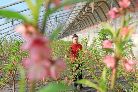Téléchargez les photos : COMTÉ DE LUANNAN, Province du Hebei, Chine - 8 janvier 2020 : Une jardinière observe la pollinisation des fleurs de pêche dans une serre. - en image libre de droit