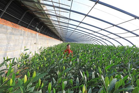 Foto de CONDADO DE LUANNAN, provincia de Hebei, China - 8 de enero de 2020: Una jardinera está observando el aumento del lirio en el invernadero. - Imagen libre de derechos