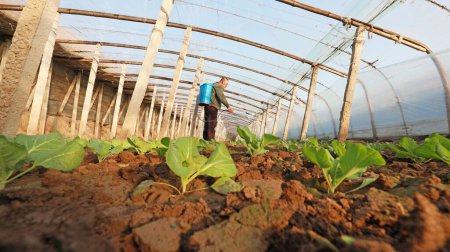 Foto de LUANNAN COUNTY, Provincia de Hebei, China - 8 de enero de 2020: Agricultores en invernaderos, hortalizas en granjas. - Imagen libre de derechos