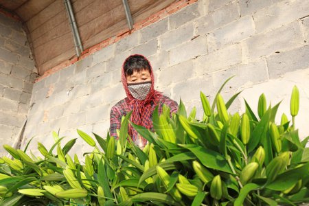Téléchargez les photos : COMTÉ DE LUANNAN, province du Hebei, Chine - 14 janvier 2020 : les fleuristes récoltent les lis et les coupent frais dans les serres - en image libre de droit