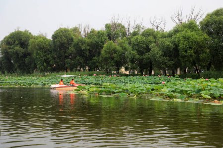 Photo for Luannan County, China - July 15, 2019: Visitors enjoy lotus flowers by boat, Luannan County, Hebei Province, China - Royalty Free Image