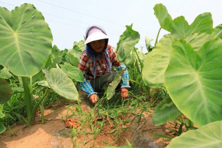 Photo for Luannan County, China - July 17, 2019: Workers weed in taro fields, Luannan County, Hebei Province, China - Royalty Free Image