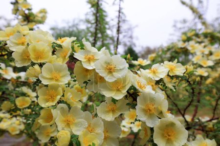 Téléchargez les photos : Rosa davurica fleurs dans le parc, Chine - en image libre de droit