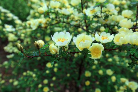 Téléchargez les photos : Rosa davurica fleurs dans le parc, Chine - en image libre de droit