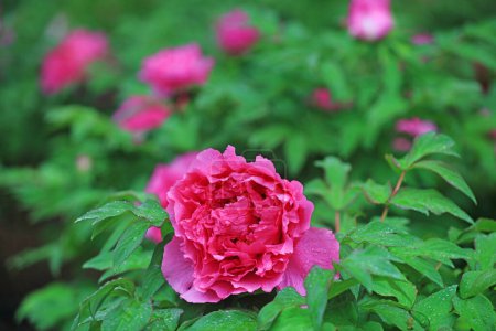 Photo for Blooming peonies in the park, China - Royalty Free Image