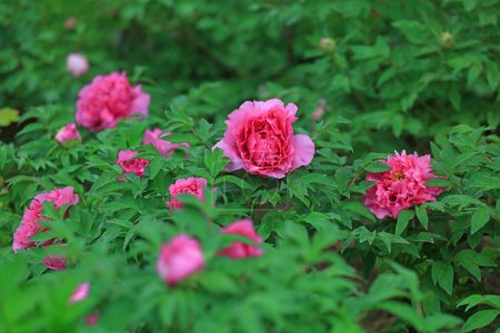 Photo for Blooming peonies in the park, China - Royalty Free Image